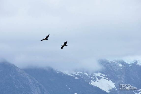 Casal de pássaraos voa entre as montanhas do Valle Los Exploradores, perto da Carretera Austral, região de Puerto Rio Tranquilo, no sul do Chile